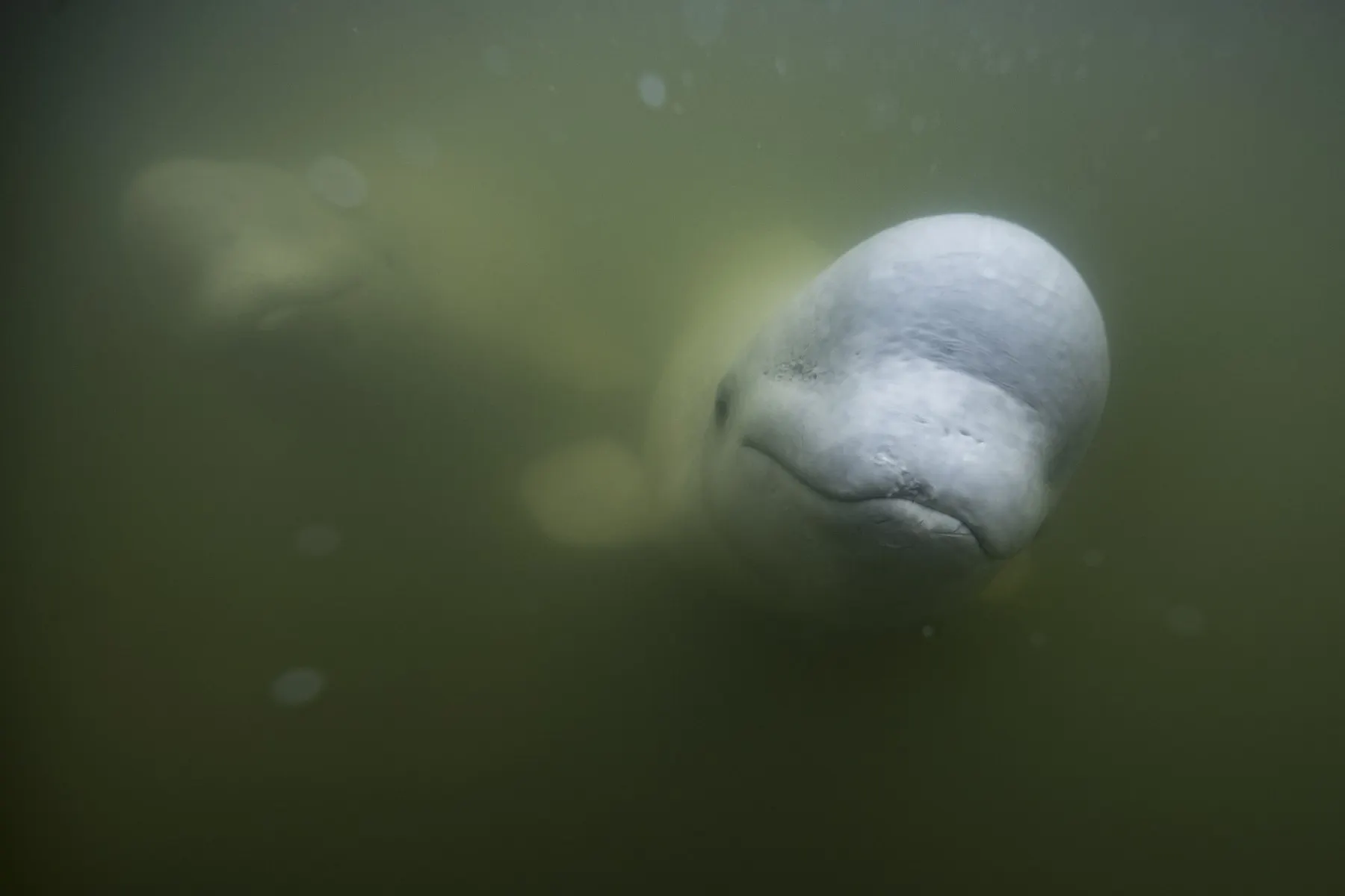 Beluga whale found far from home in river near Oslo