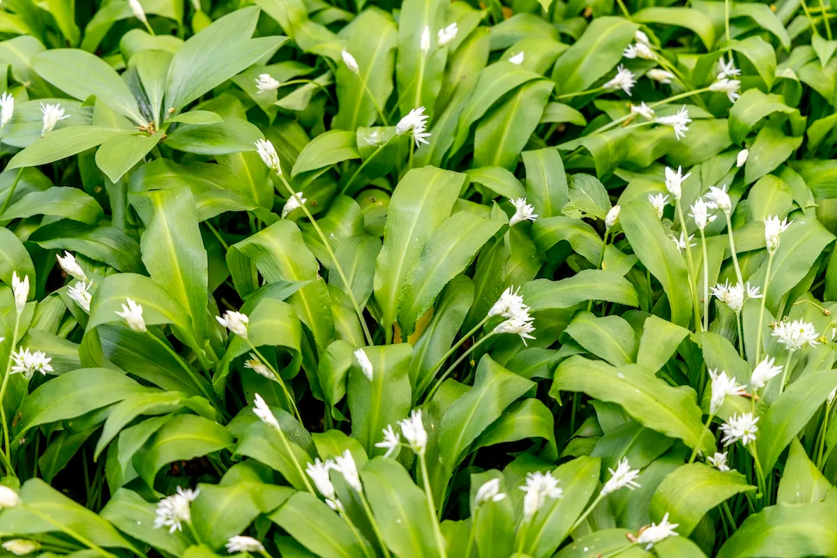 Inside Sweden: Why Swedish herd behaviour is sometimes worth embracing