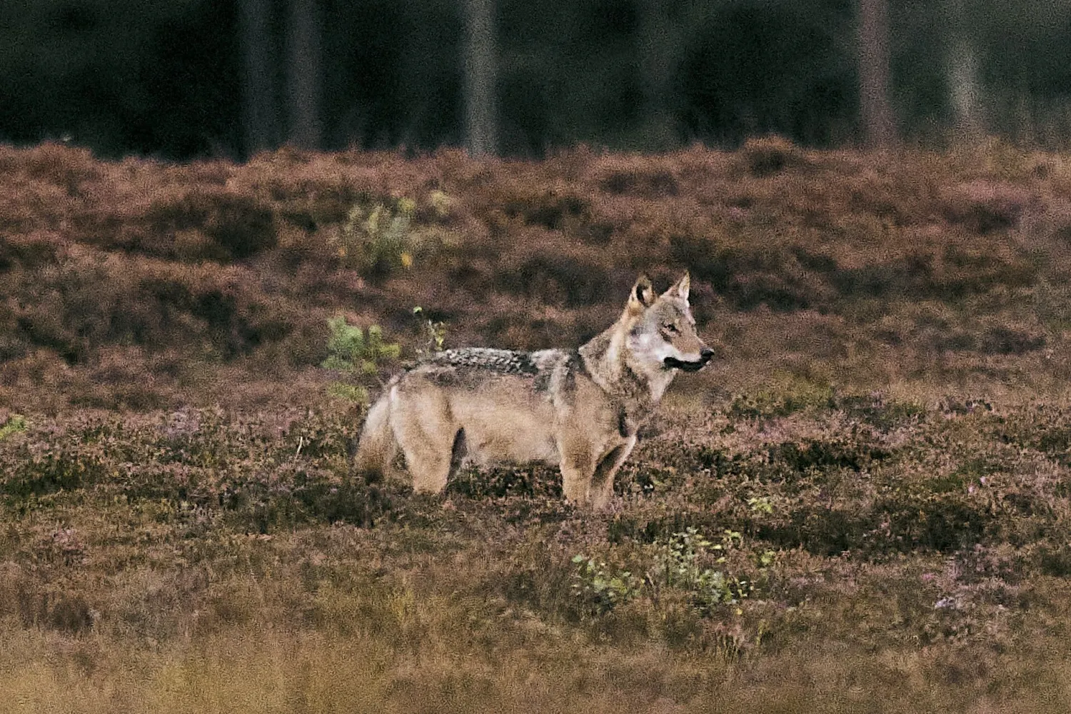 REPORT: Wolves approaching humans in Jutland may have been 'actively fed'