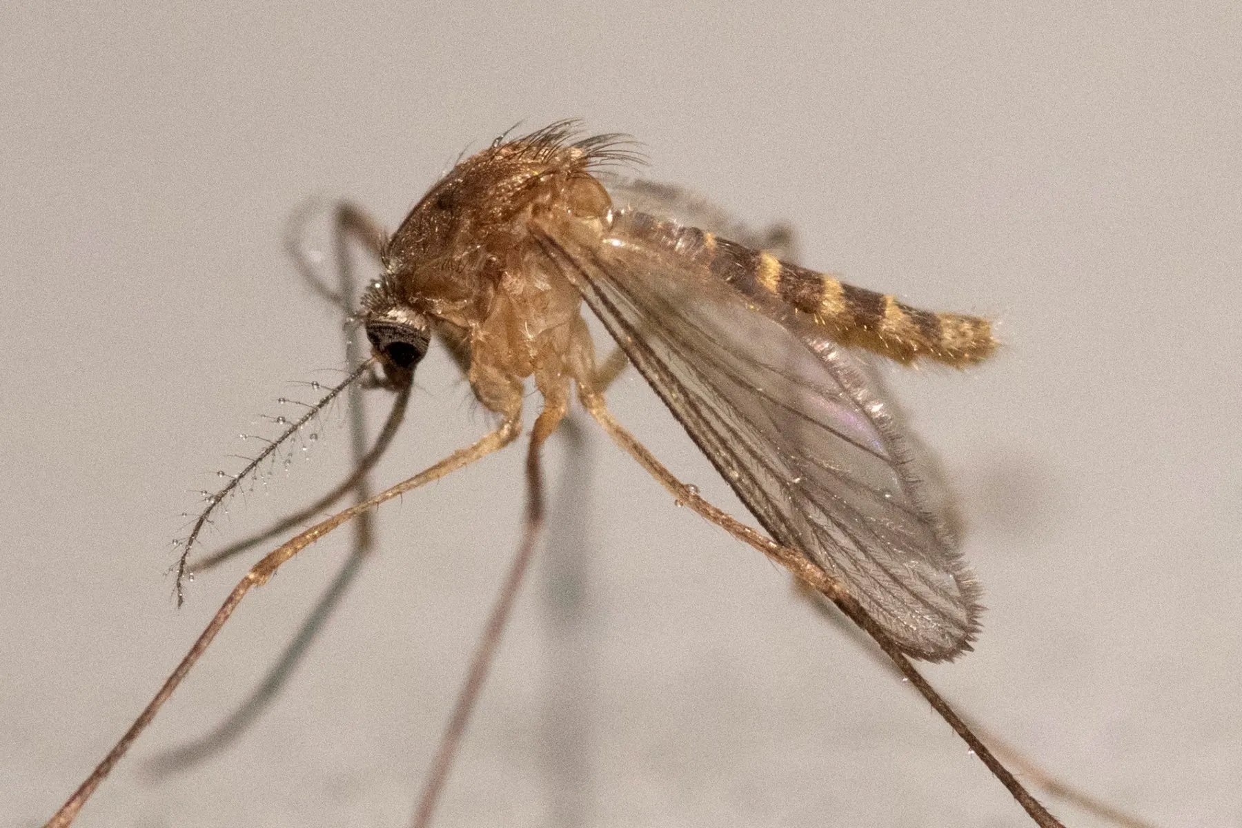 EXPLAINED: Why don't French homes have insect screens?
