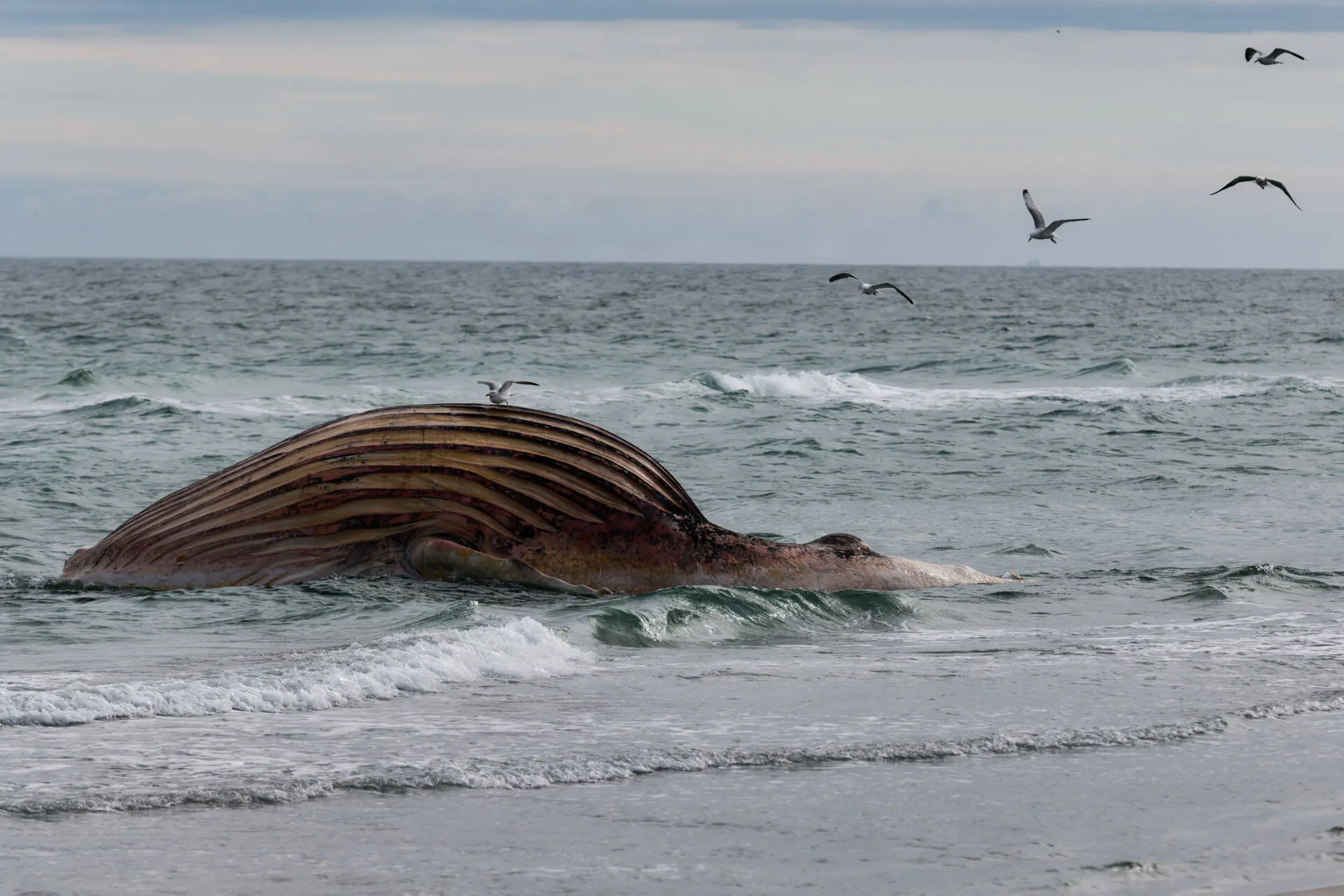 Denmark performs autopsy on 'Timmy' the whale