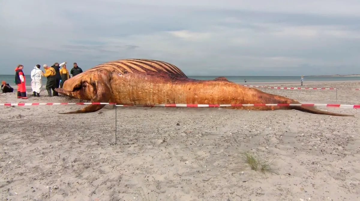 Danish autopsy finds stranded whale Timmy was female