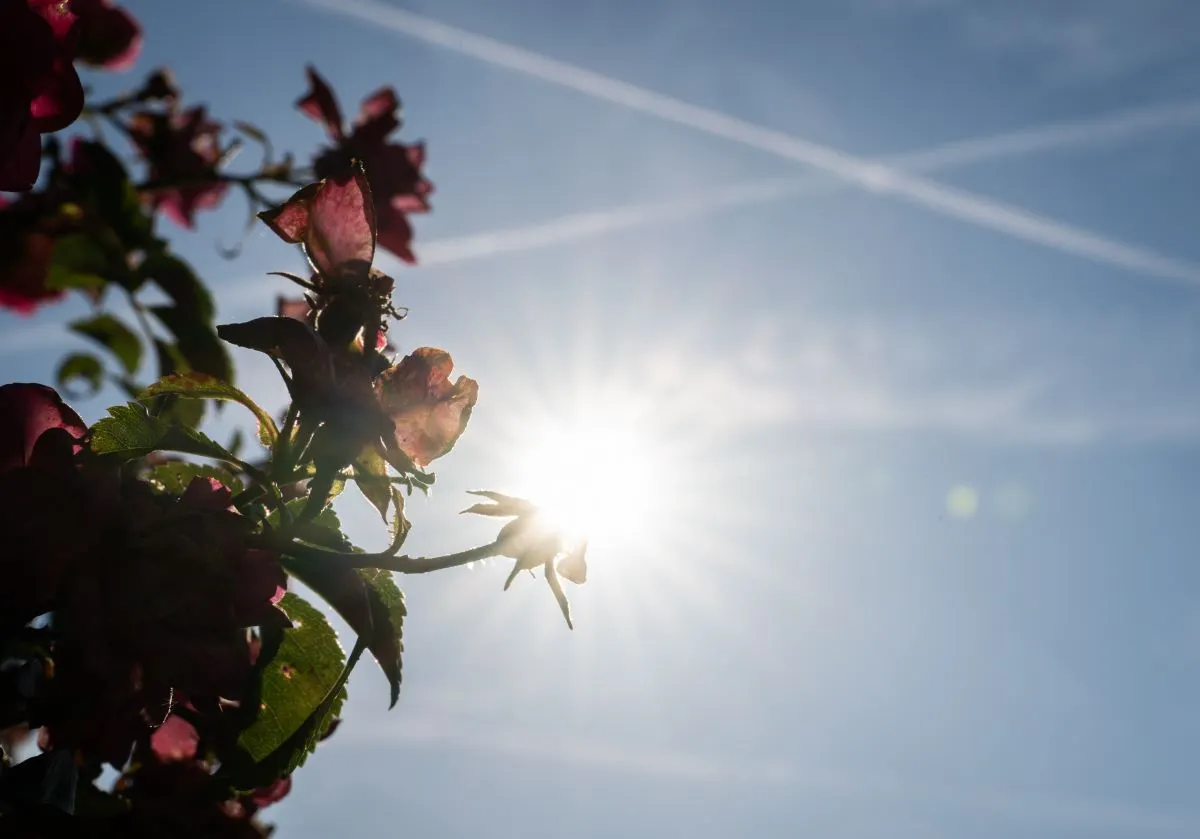 Where in Germany will be hottest this week?
