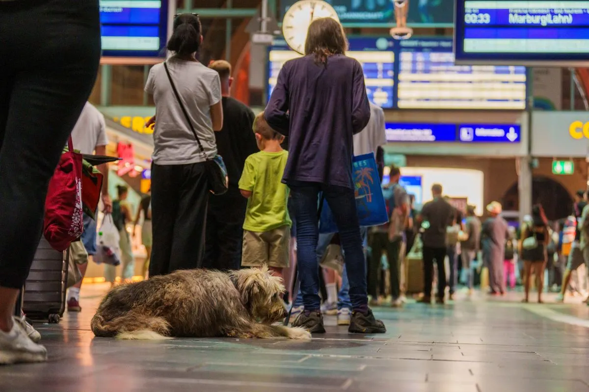 'A new low': Deutsche Bahn passengers livid at nationwide railway paralysis