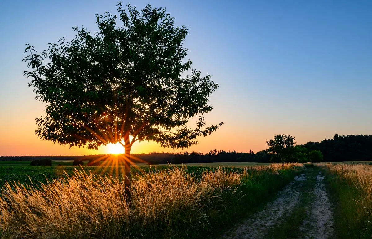 'Seven Sleepers Day': Why June 27th determines the summer weather in Germany