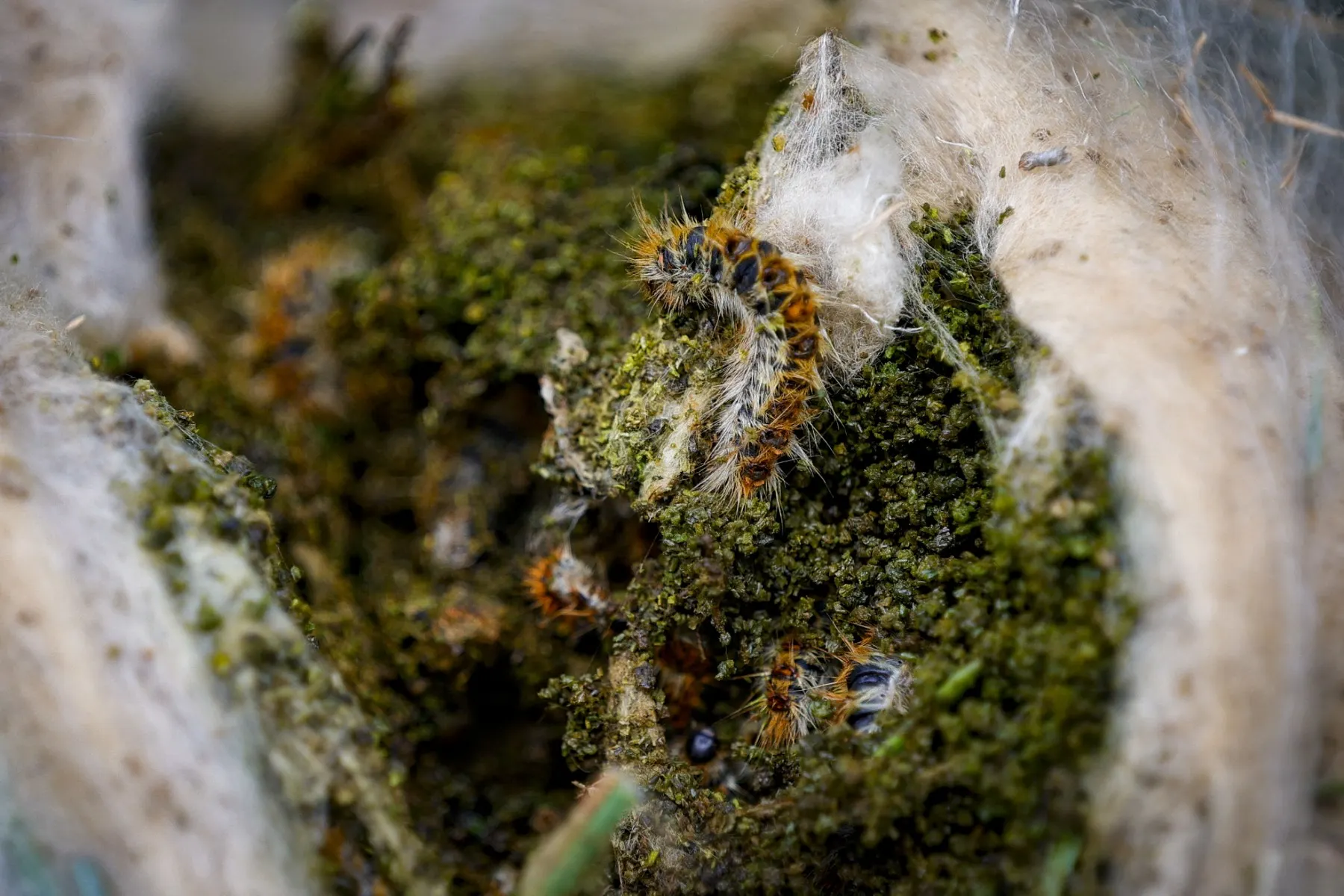 Warnings about processionary caterpillars in France