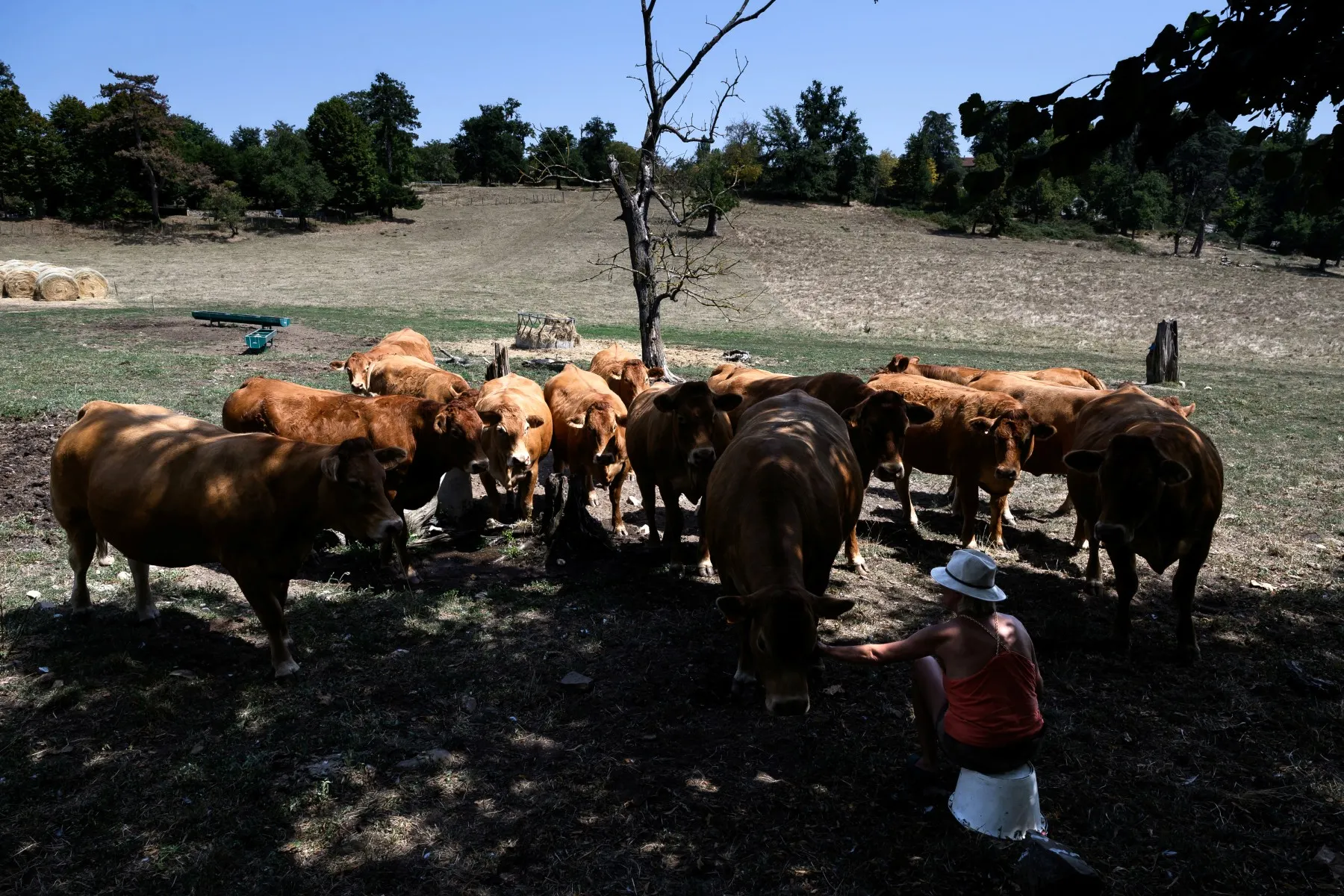 French farmers fear harvest fallout as heatwave kills livestock and cuts yields
