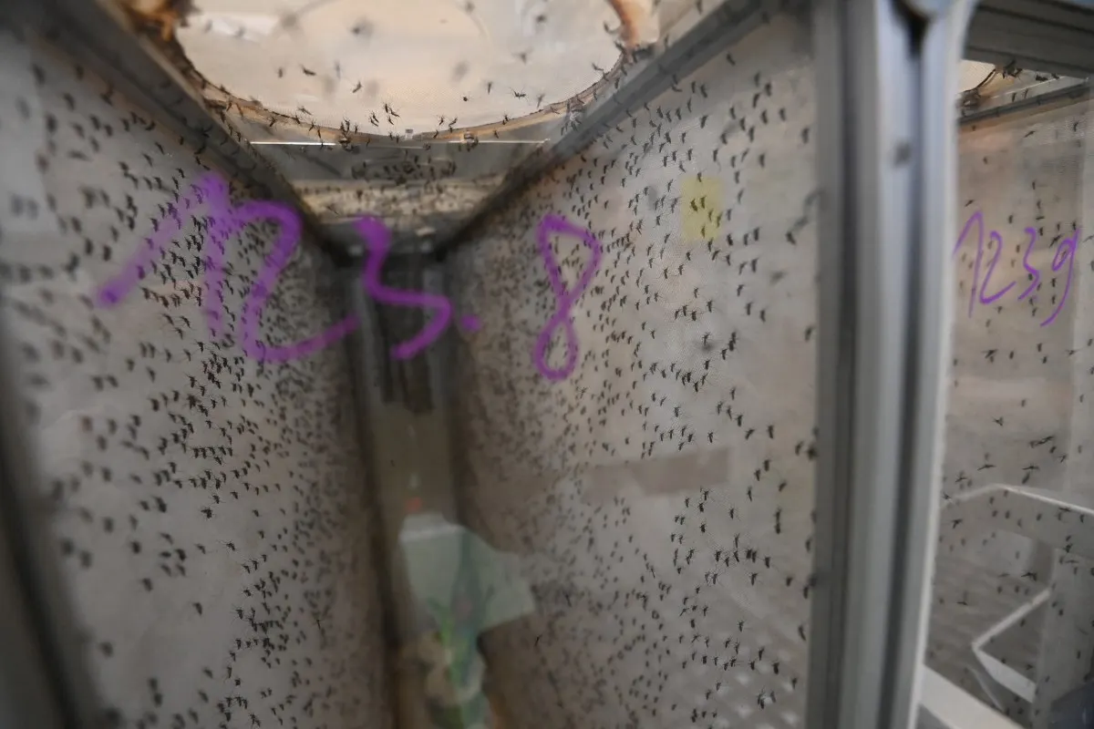 Scaling up key as French firm bets on sterile mosquitoes