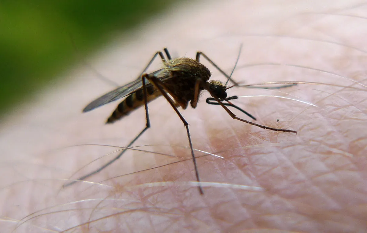 Why Sweden's mosquito season is set to get off to a slower start than normal