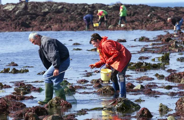 Food & drink: The rules for 'la pêche à pied' in France