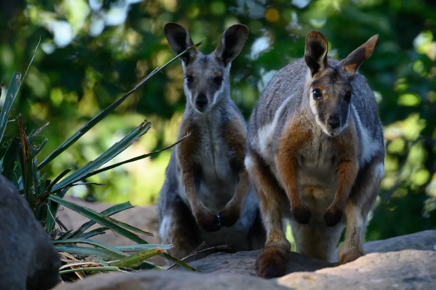 Three wallabies rescued from a Spanish cannabis farm and taken to a zoo