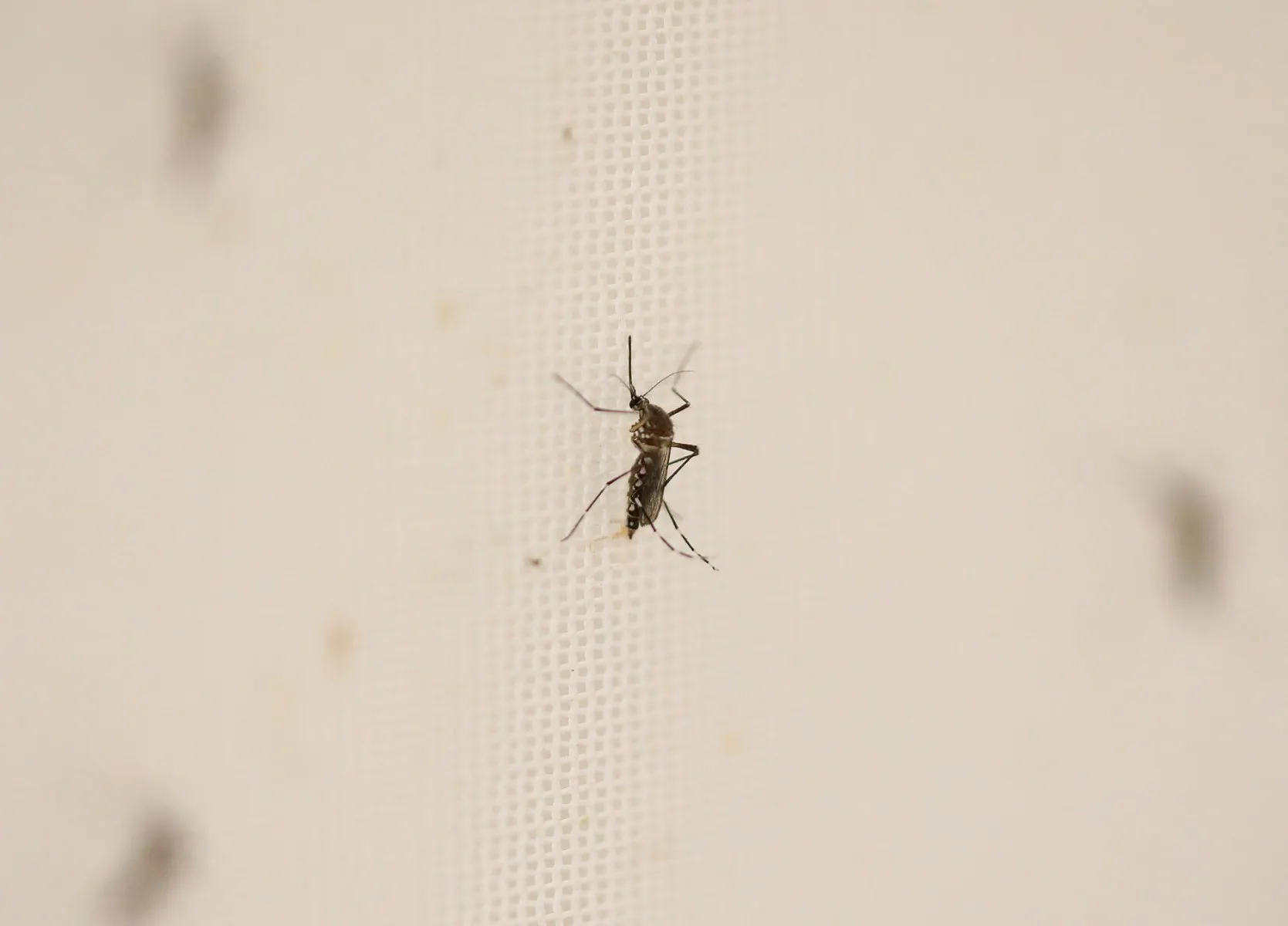 Why mosquitoes aren't biting (much) in France this summer