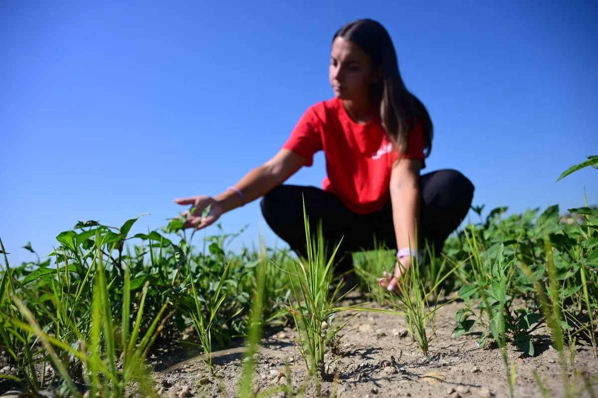Italy's baked rice bowl seeks escape from drought
