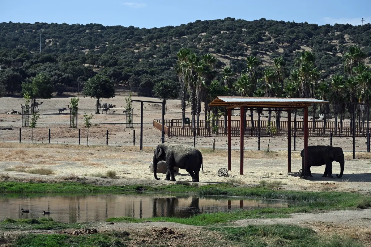 Animals graze calmly as nearby wildfire threatens Spain safari park