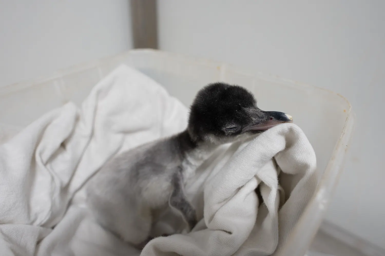 Danish aquarium welcomes twin penguin hatchlings