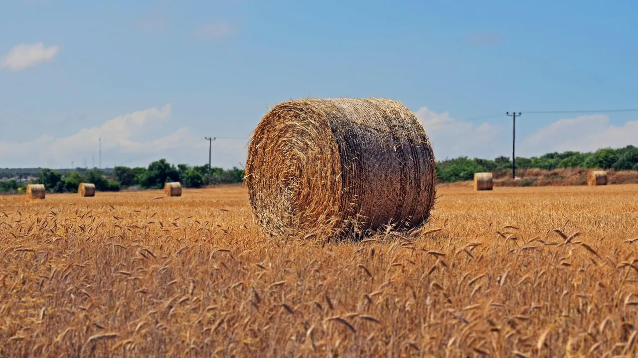 Swiss farmers launch crowdfunding campaign to buy hay for their cows