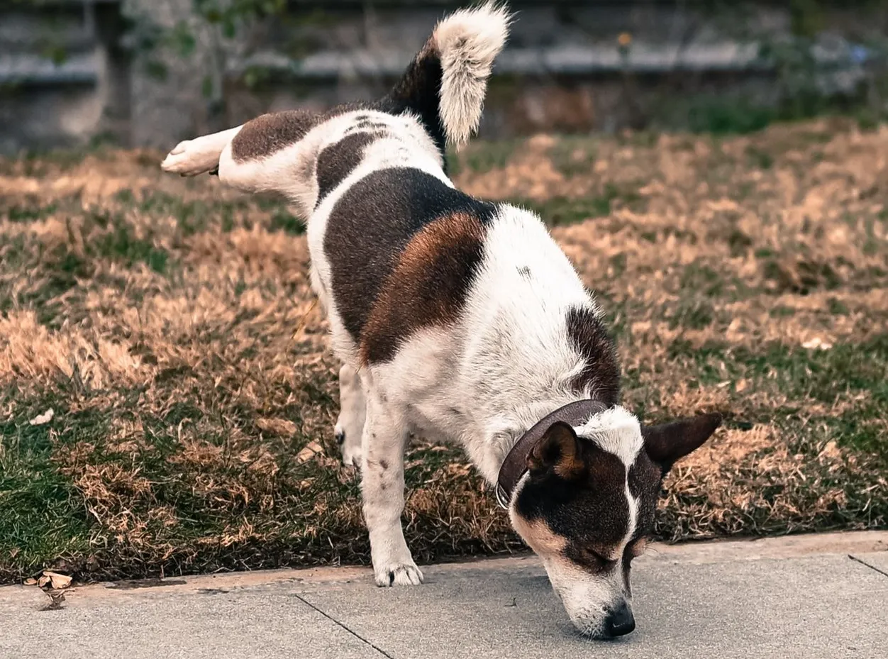 Swiss town mandates owners to rinse dog urine off the street