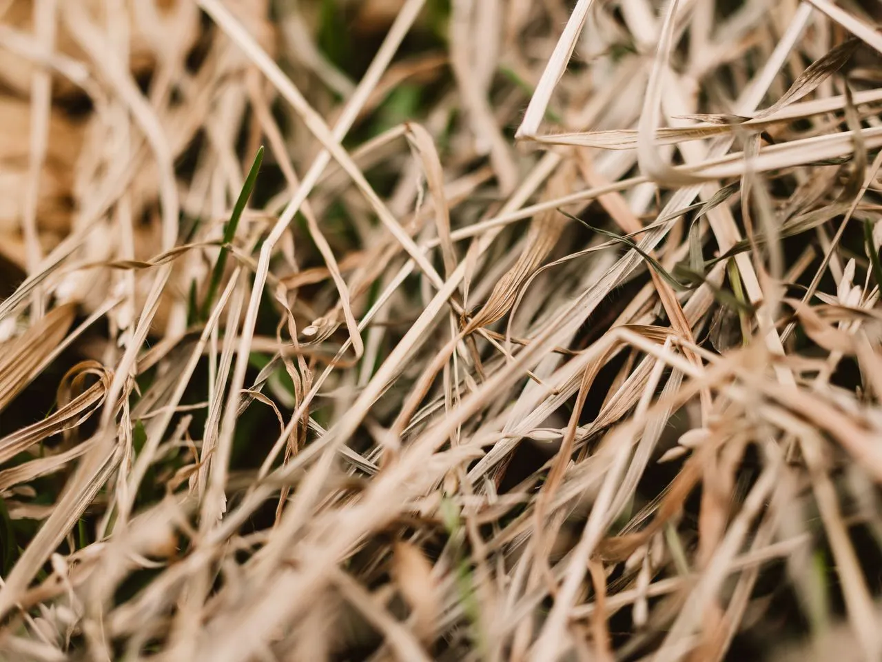 Drought continues to ravage Switzerland despite thunderstorms