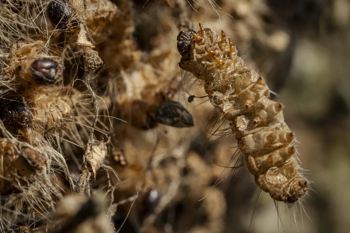 Expert warns toxic caterpillar could spread to Sweden