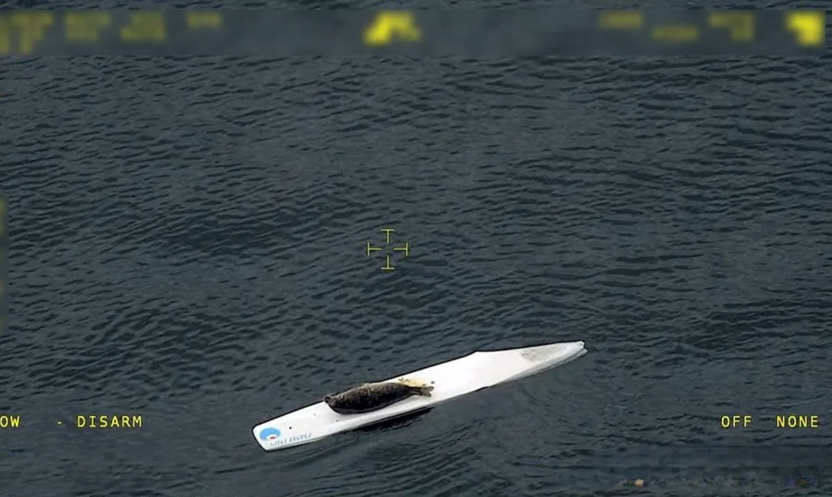 Surfing seal photographed off coast of southern Sweden