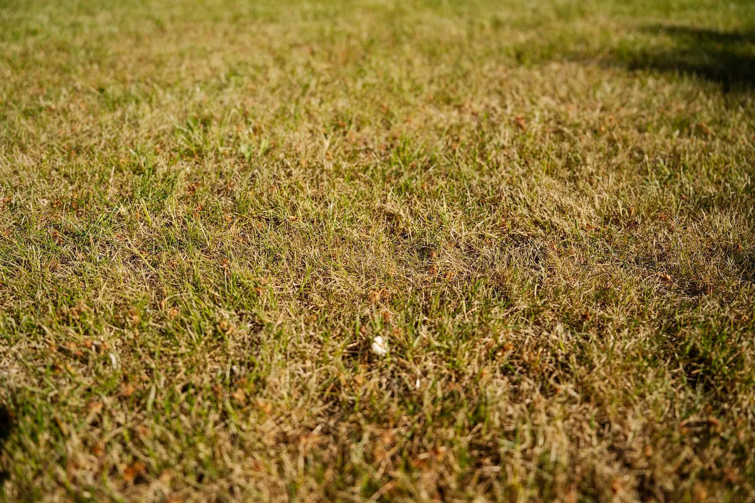 Denmark records less rain than normal for ninth consecutive month