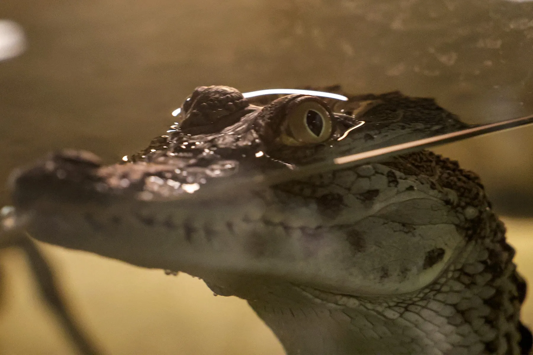 Heatwaves lead Nile crocodile eggs to hatch naturally at French wildlife reserve
