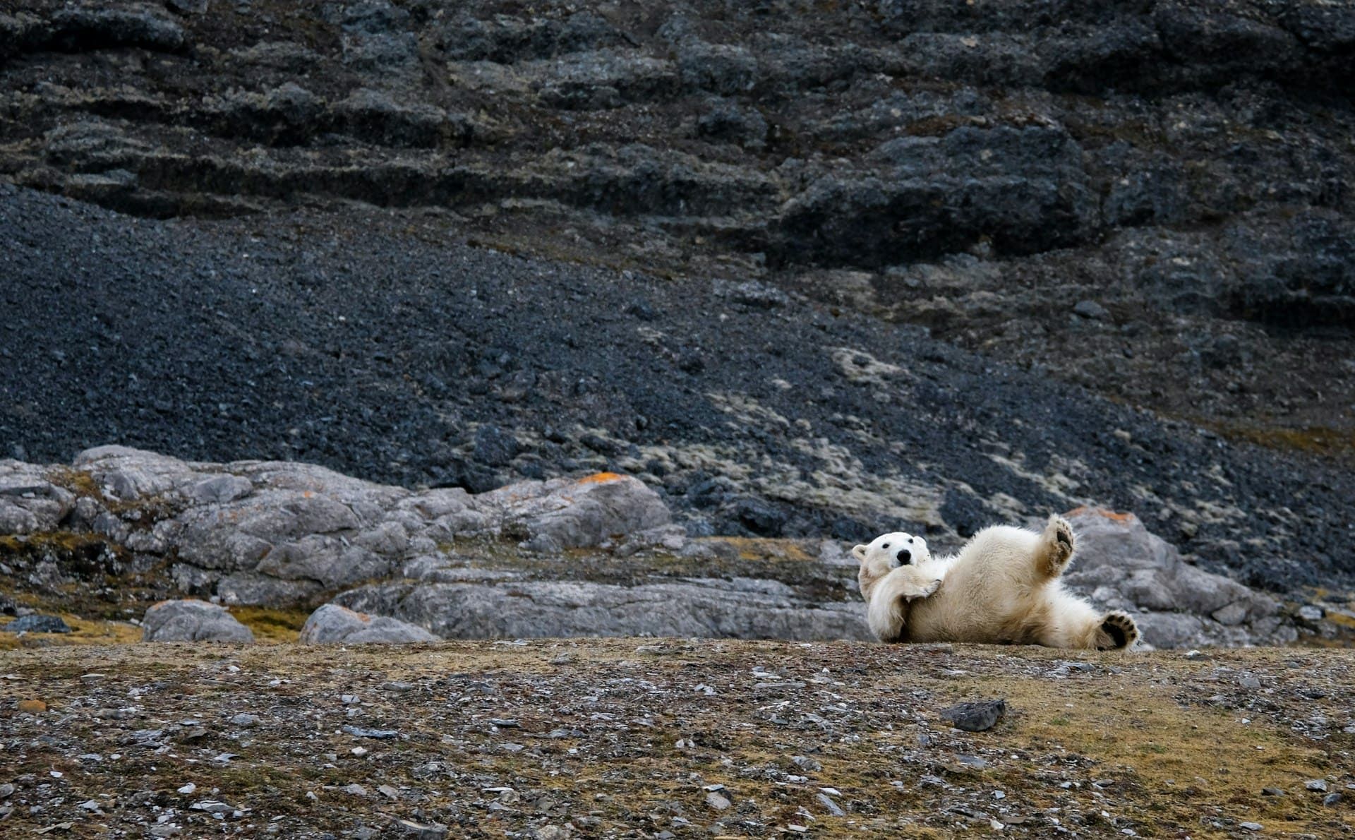 50,000 kroner fine for waking polar bear in Norwegian Arctic