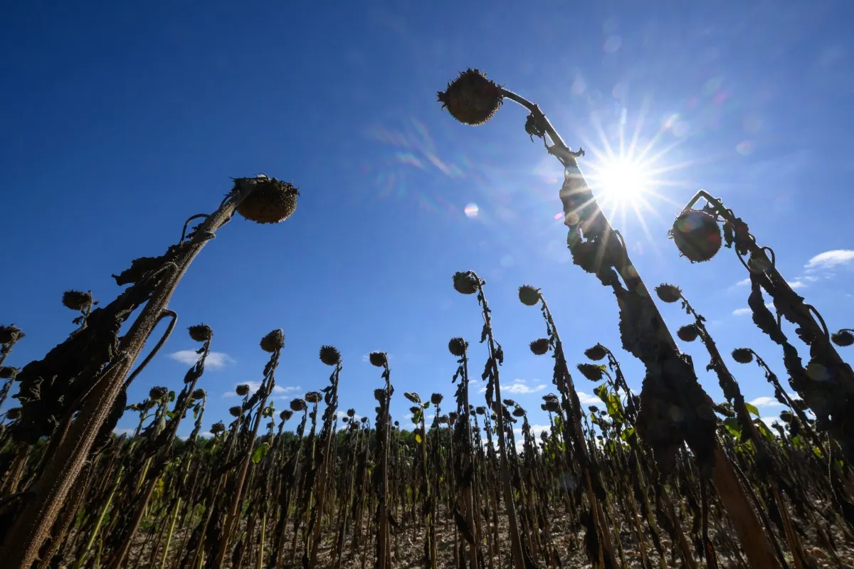 France announces over €1bn emergency aid for farmers after record heat and drought
