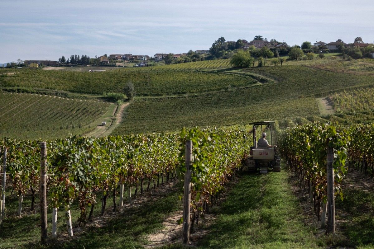 Italy winemakers hail bumper harvest but cut output