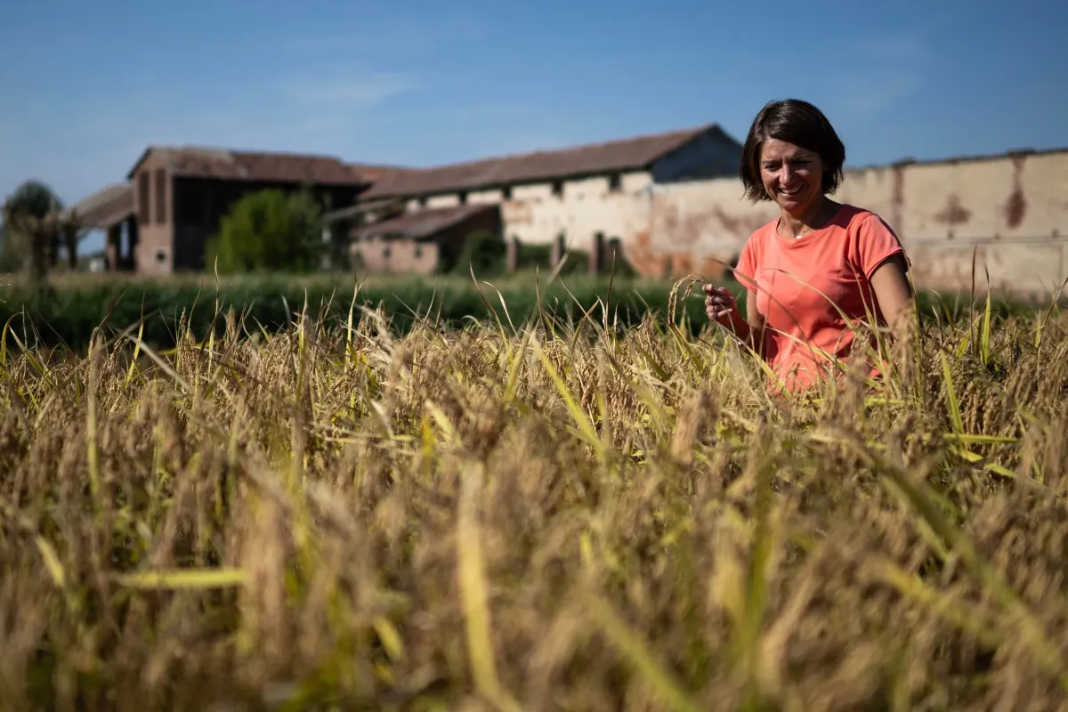 'They think I'm crazy': How one Italian rice farmer is beating extreme heat