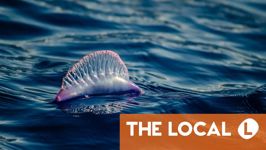 How to avoid being stung by a Portuguese man o'war in Spain