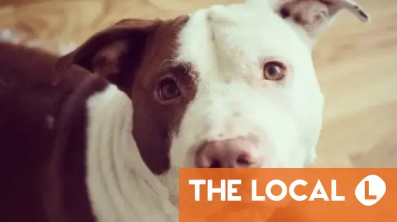 EXPLAINED: How to adopt a rescue dog in Sweden