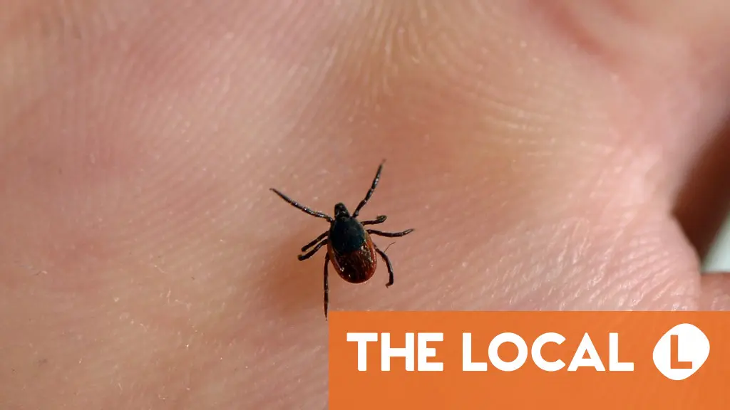 What you need to know about ticks in Denmark and how to avoid them
