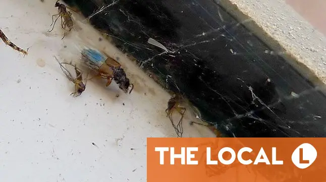 What to do about insects and other pests in your home in Spain?