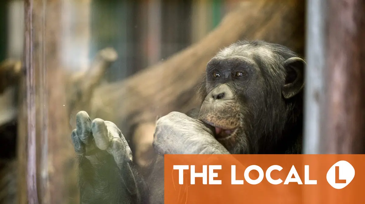 Four chimpanzees shot after escape from Swedish wildlife park(01)