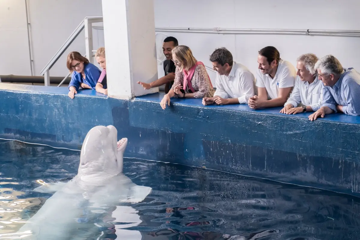 Two beluga whales evacuated to Spain from wartorn Ukraine