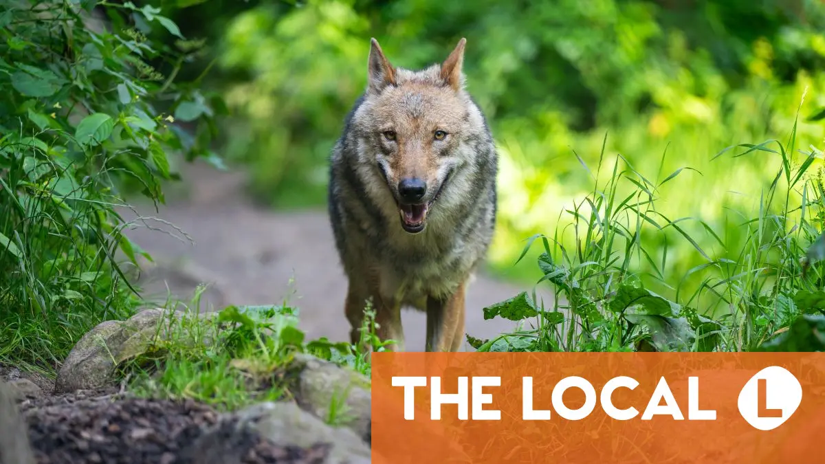 Inside Germany: Who's afraid of the big bad wolf?