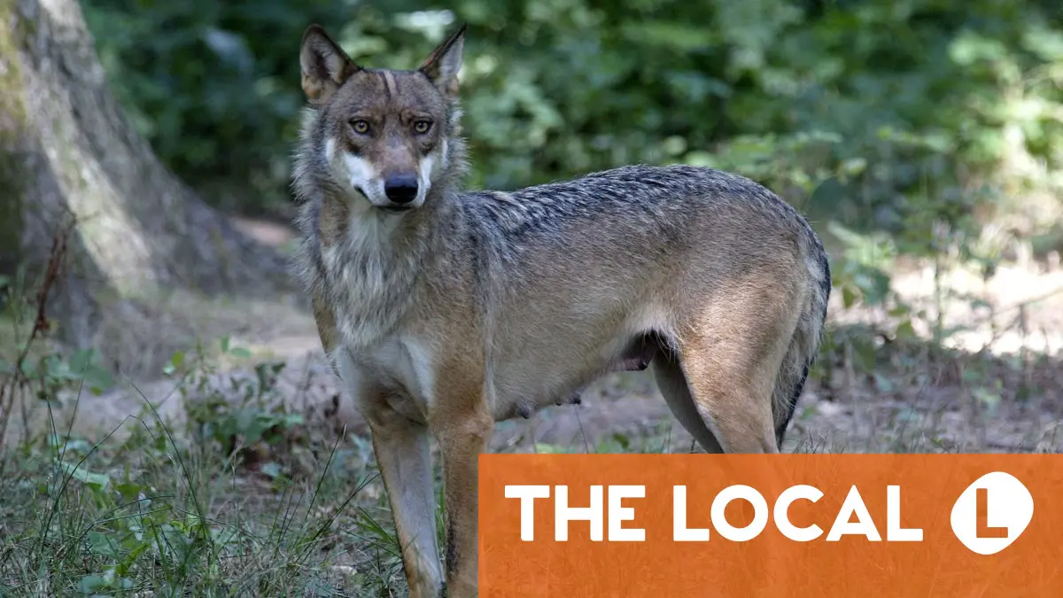 Wolf attack at French zoo leaves woman fighting for life