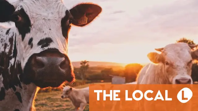 Why hikers with dogs face extra risks near cows in Austria