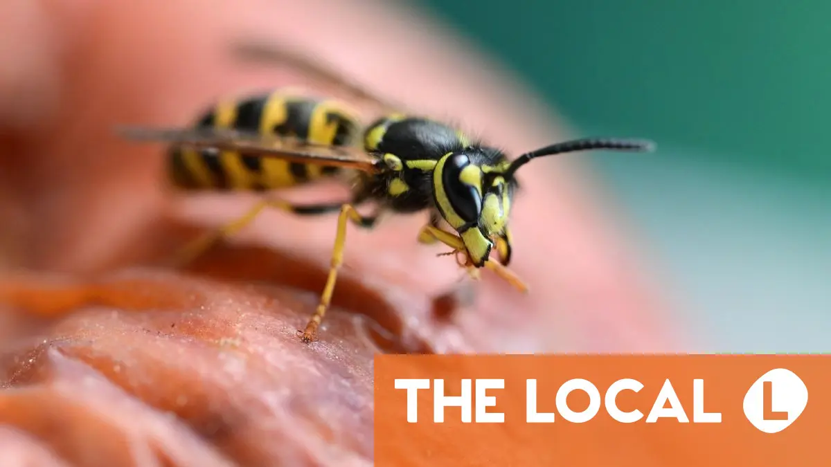Can you really be fined for killing wasps in Germany?