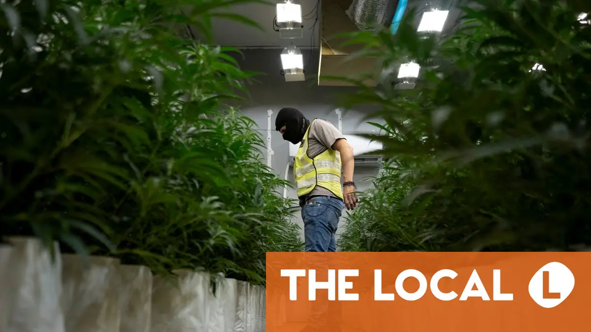 Guns n' ganja: Weapons flood Catalonia's cannabis trade