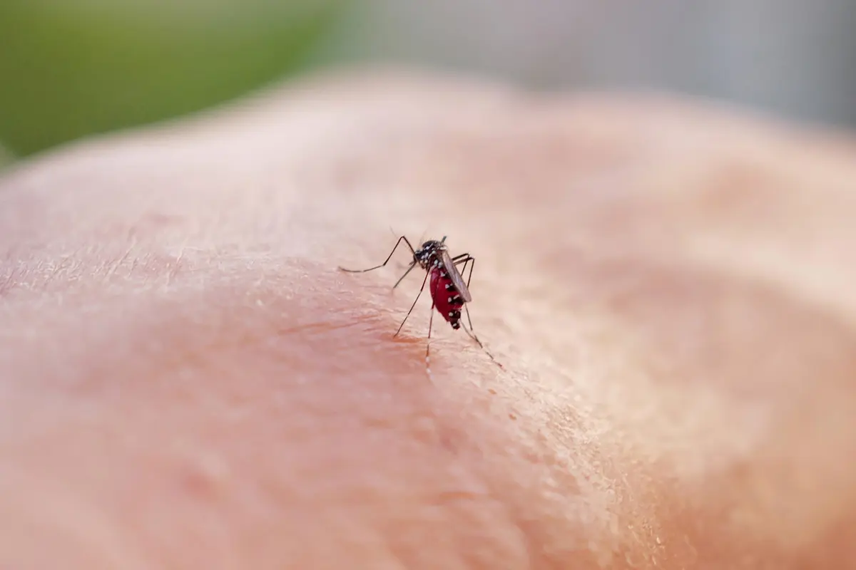 EXPLAINED: Why are there still so many mosquitoes in Austria in late October?