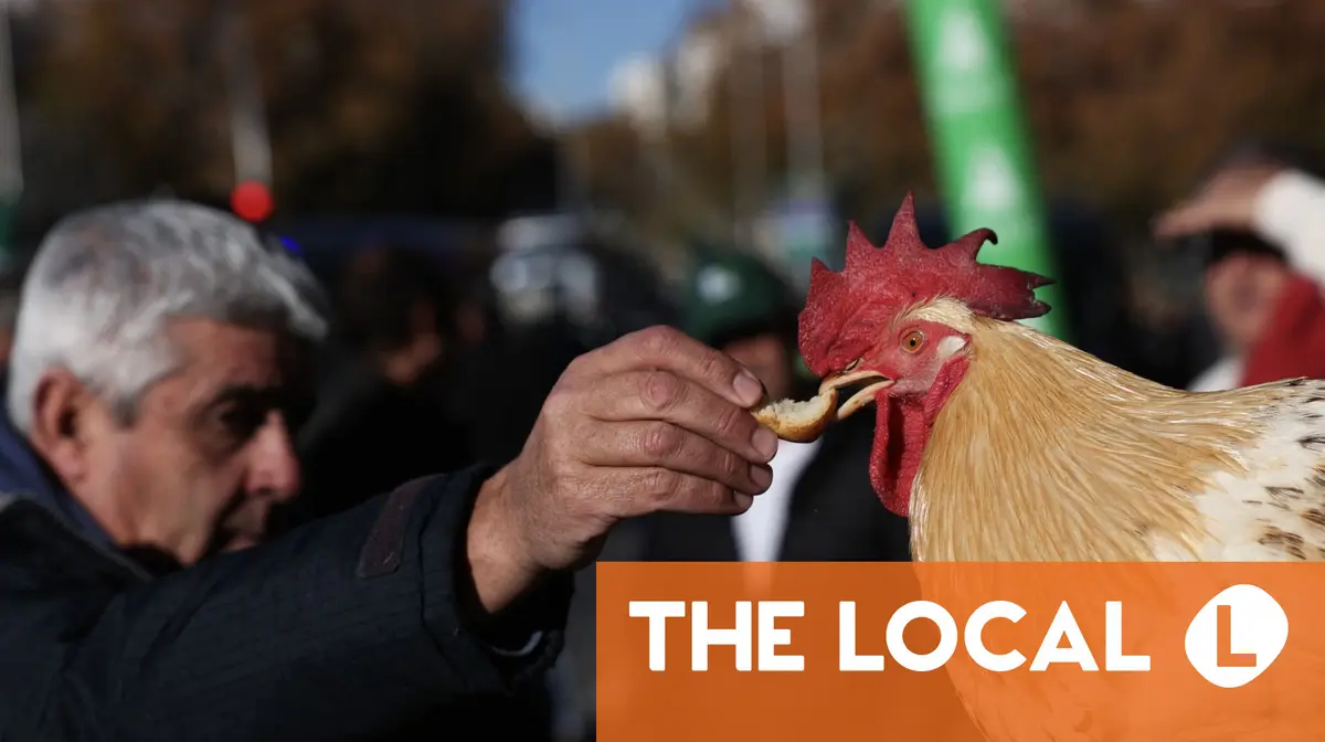 Why are hundreds of chickens roaming the streets of Spain's Torrevieja?