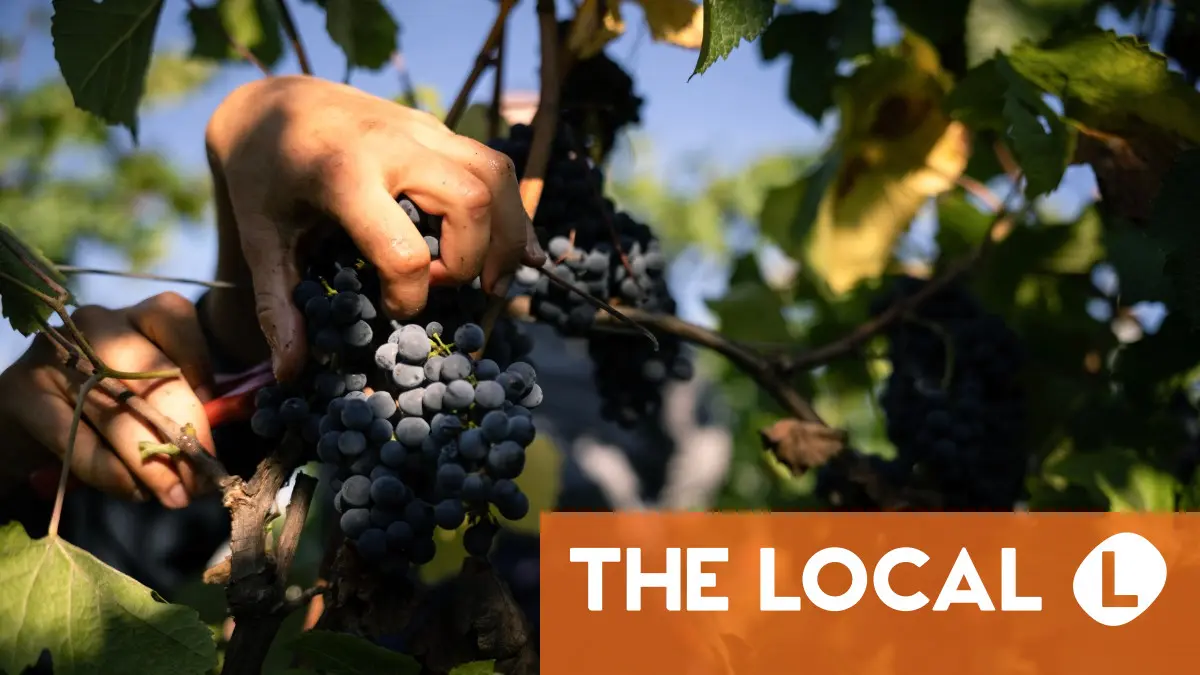 French vineyards start 'abnormally early' harvest after heatwaves