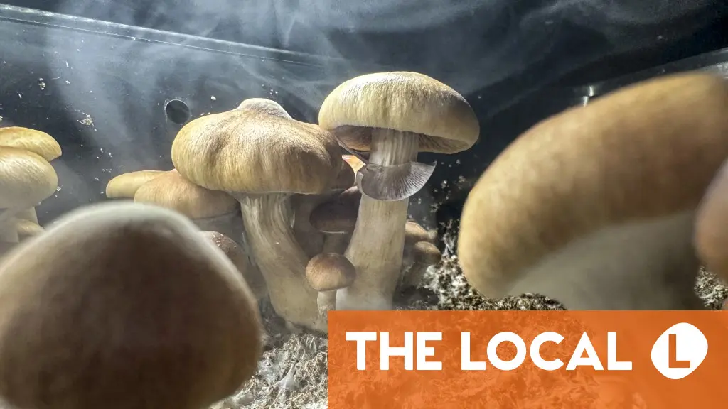 What's the law on magic mushrooms in Germany?