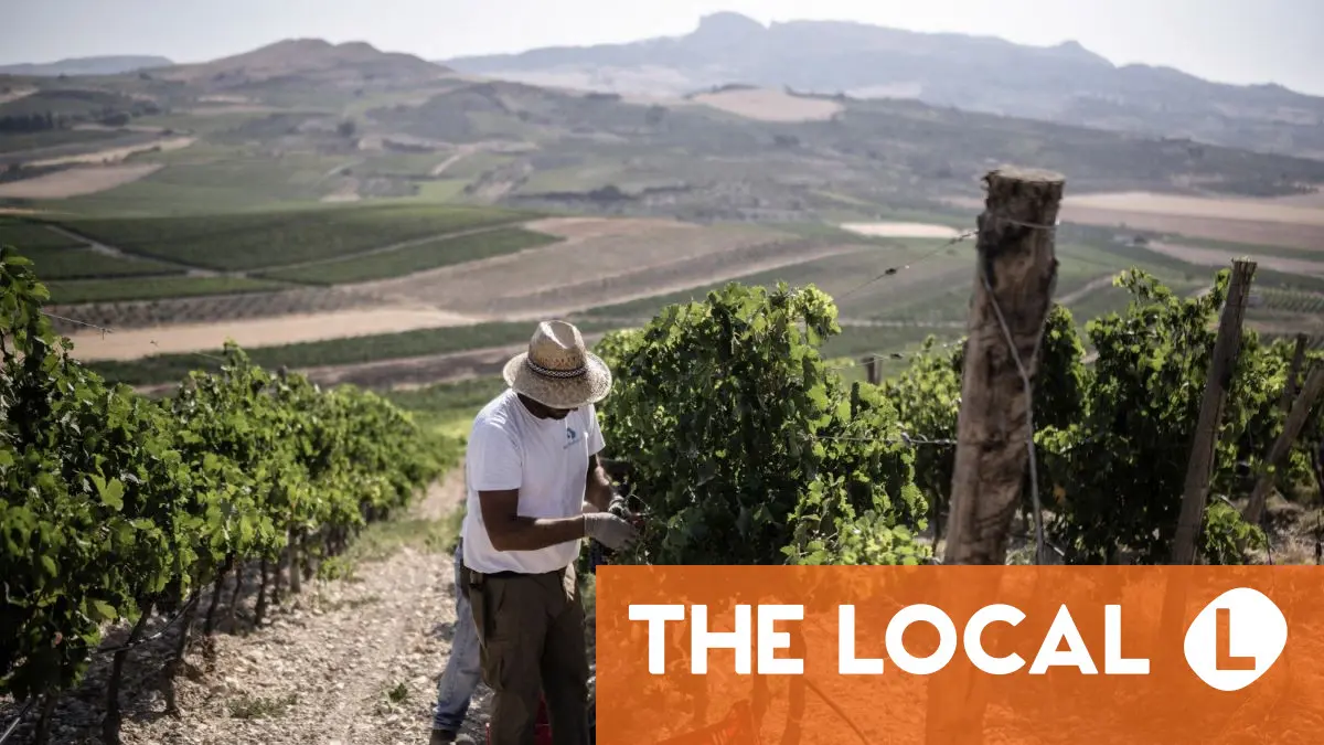 Italy to remain 'world's biggest' wine producer as bumper harvest expected