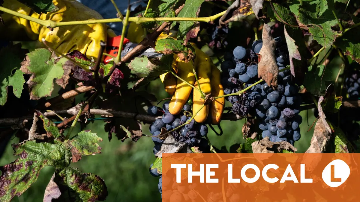 Bumper harvest falls flat for Italy’s Asti vineyards