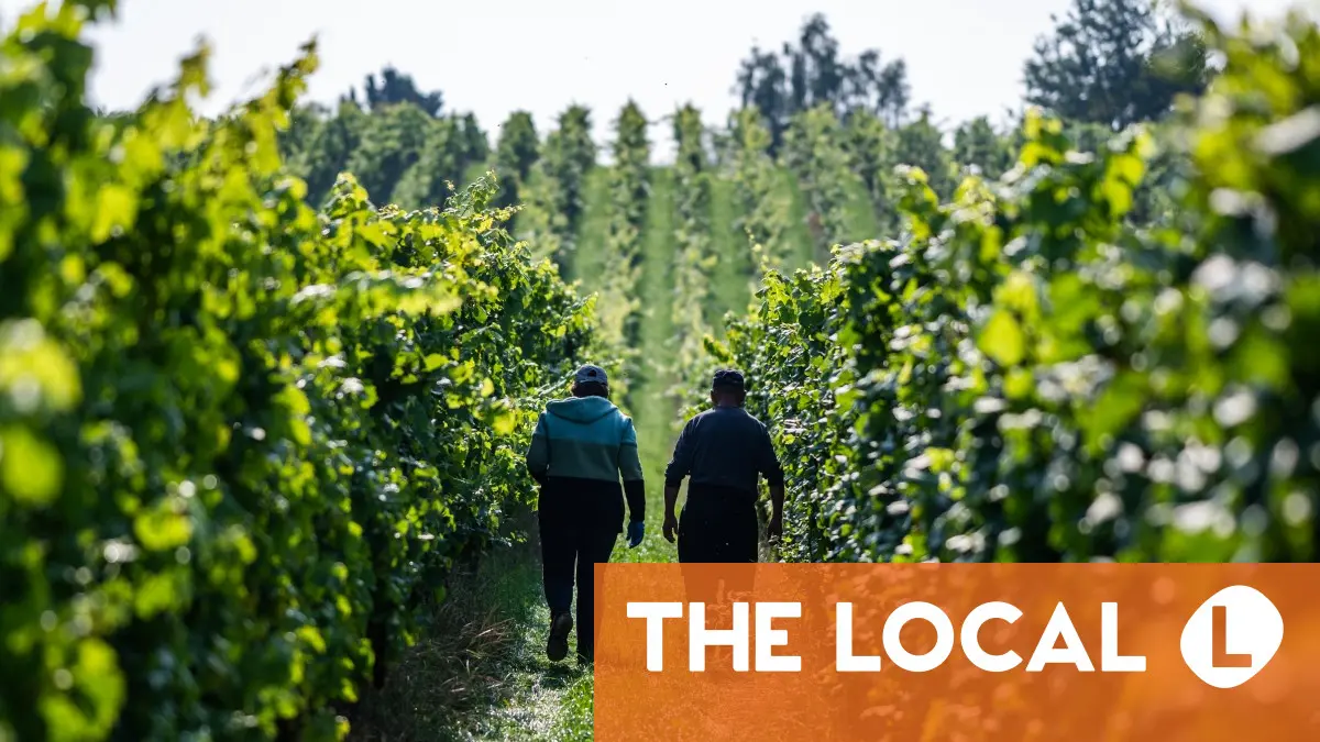 Warmer climate boosts north German vineyards, for now