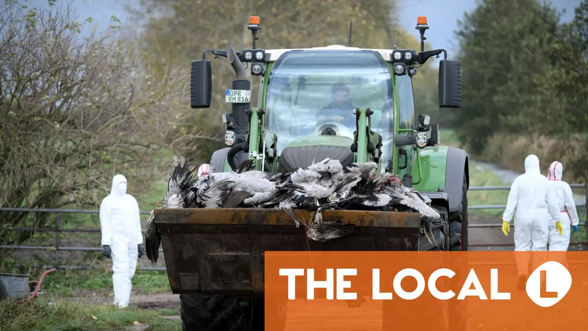 'Rapid increase' in bird flu in Germany, minister says