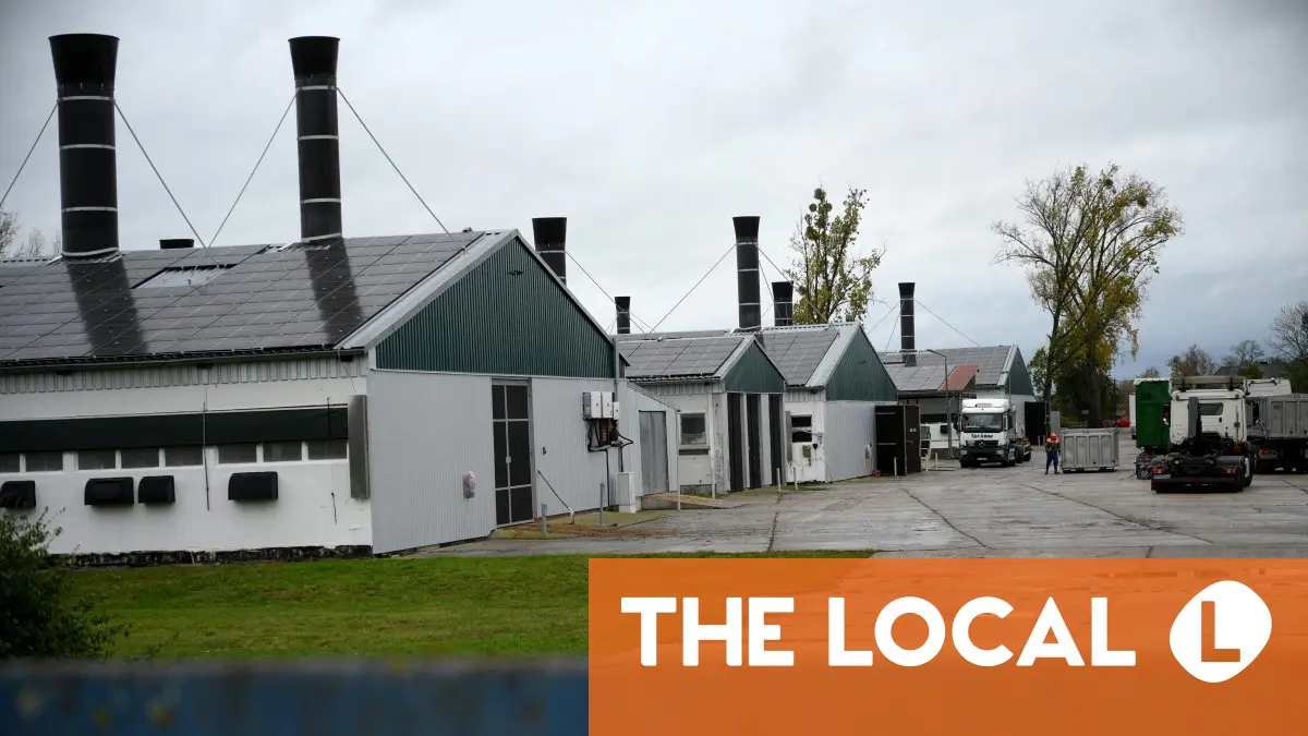 More than half a million birds culled in German bird flu outbreak